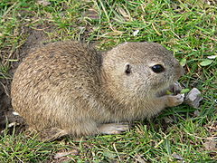 Лалугер (Spermophilus citellus)